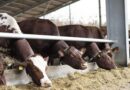 West Sussex Advances Smart Livestock Monitoring With Private 5G