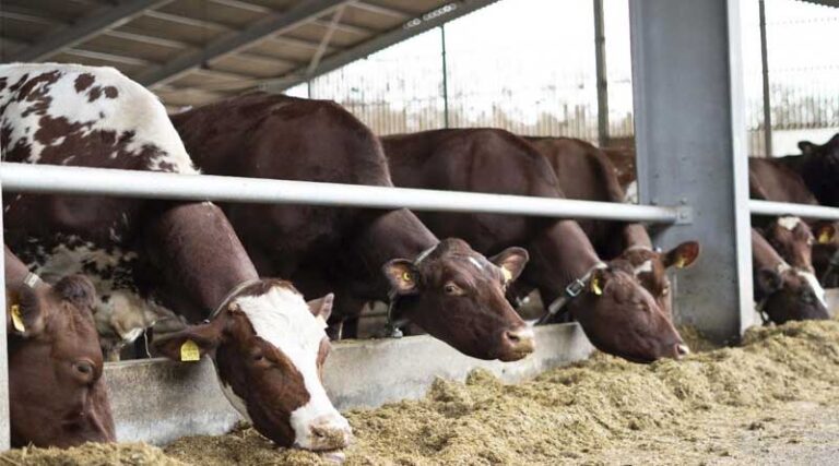West Sussex Advances Smart Livestock Monitoring With Private 5G