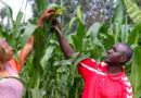 What to Expect as CGIAR Heads to AFS Forum 2026