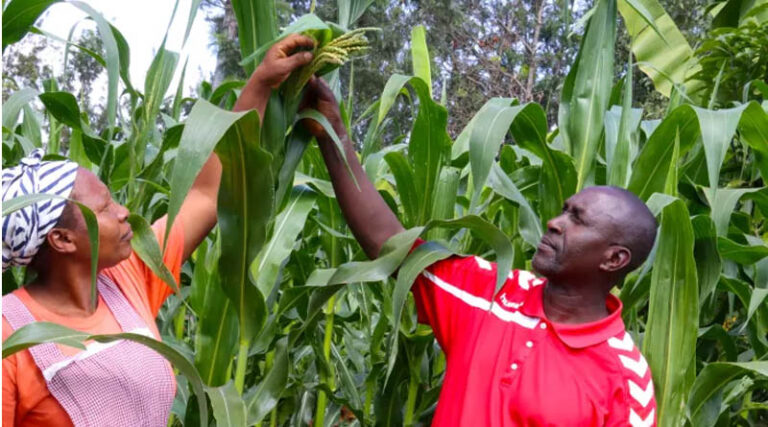 What to Expect as CGIAR Heads to AFS Forum 2026