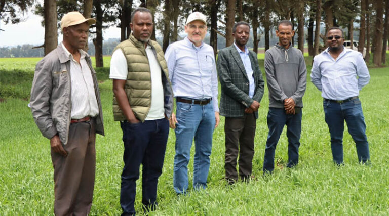 Wheat Science Without Borders African Breeders Strengthen Collaboration For Better Wheat