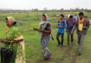 Why Governance Is Essential for Managing Invasive Species