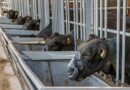 ZELP launches ZELP Sense™ to Enable Scalable, Real-World Measurement of livestock Methane Emissions