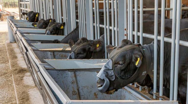 ZELP launches ZELP Sense™ to Enable Scalable, Real-World Measurement of livestock Methane Emissions