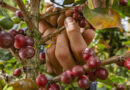 10-Year Study Reveals What Really Triggers Coffee Leaf Rust in India