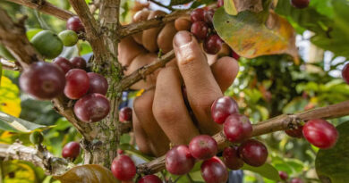 10-Year Study Reveals What Really Triggers Coffee Leaf Rust in India