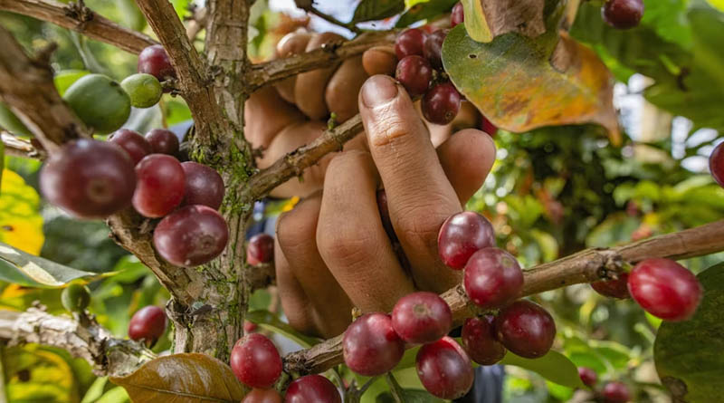 10-Year Study Reveals What Really Triggers Coffee Leaf Rust in India