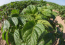 2026 Potato Blight Season Review - With Andy Cunningham