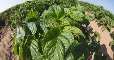 2026 Potato Blight Season Review - With Andy Cunningham