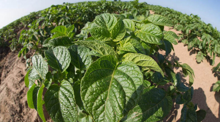 2026 Potato Blight Season Review - With Andy Cunningham