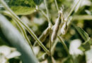 30-Year Study Credits GM Crops With Billions in Farm Income, Lower Emissions