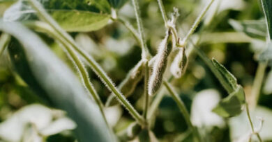 30-Year Study Credits GM Crops With Billions in Farm Income, Lower Emissions