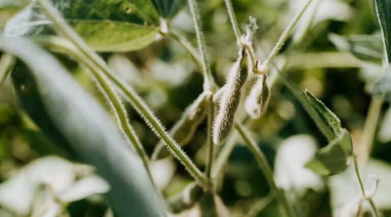 30-Year Study Credits GM Crops With Billions in Farm Income, Lower Emissions