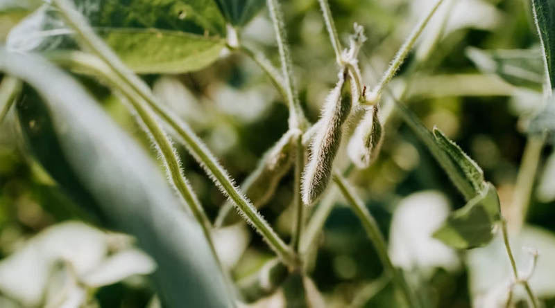 30-Year Study Credits GM Crops With Billions in Farm Income, Lower Emissions