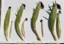 Arevo Reports Corn Yield Results From Reduced-Nitrogen Field Trials