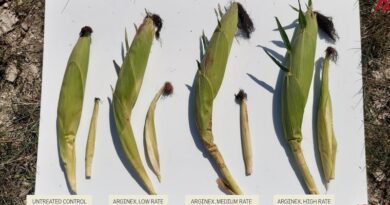 Arevo Reports Corn Yield Results From Reduced-Nitrogen Field Trials