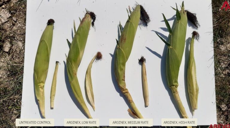 Arevo Reports Corn Yield Results From Reduced-Nitrogen Field Trials