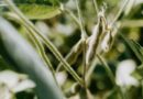 Argentina's Soybean Area Set to Expand to 17 Million Hectares for 202627