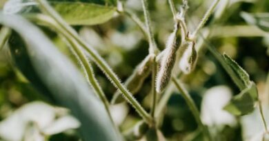 Argentina's Soybean Area Set to Expand to 17 Million Hectares for 202627