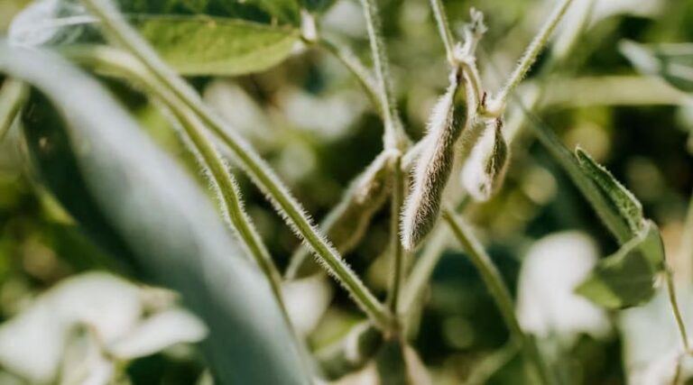 Argentina's Soybean Area Set to Expand to 17 Million Hectares for 202627