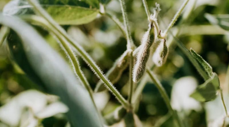 Argentina's Soybean Area Set to Expand to 17 Million Hectares for 202627