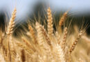 Australia Wheat Output Forecast Raised 11% on Favorable Winter Rains