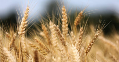 Australia Wheat Output Forecast Raised 11% on Favorable Winter Rains