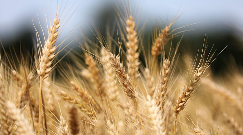 Australia Wheat Output Forecast Raised 11% on Favorable Winter Rains