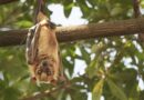 Bats and Nearby Wild Habitat Cut Insect Damage in Macadamia Orchards, South African Field Study Finds