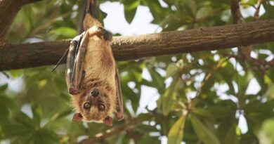 Bats and Nearby Wild Habitat Cut Insect Damage in Macadamia Orchards, South African Field Study Finds