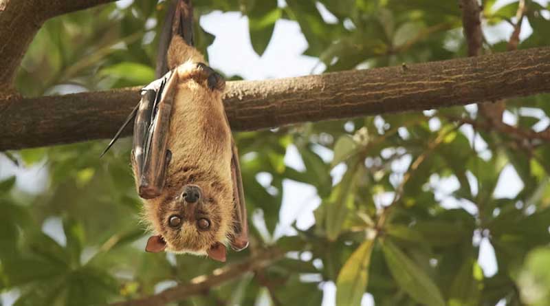 Bats and Nearby Wild Habitat Cut Insect Damage in Macadamia Orchards, South African Field Study Finds