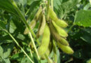 Bayer-Backed Startup Robigo Bio Advances Engineered Biologicals to Fight Soybean Disease