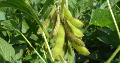 Bayer-Backed Startup Robigo Bio Advances Engineered Biologicals to Fight Soybean Disease