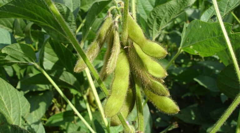 Bayer-Backed Startup Robigo Bio Advances Engineered Biologicals to Fight Soybean Disease