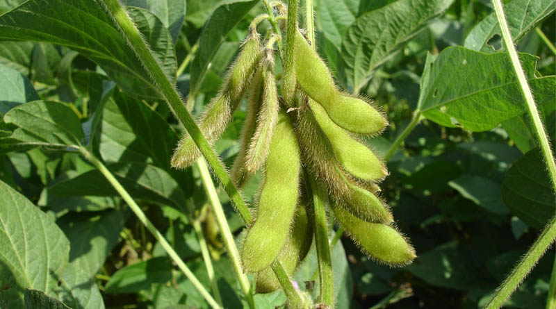 Bayer-Backed Startup Robigo Bio Advances Engineered Biologicals to Fight Soybean Disease