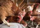 Bird Flu Returns Early to Minnesota, Catching Poultry Industry Off Guard