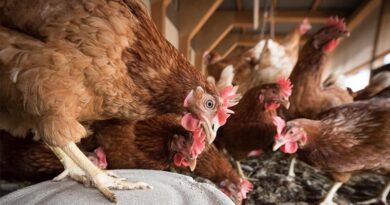 Bird Flu Returns Early to Minnesota, Catching Poultry Industry Off Guard Bird Flu Returns Early to Minnesota, Catching Poultry Industry Off Guard
