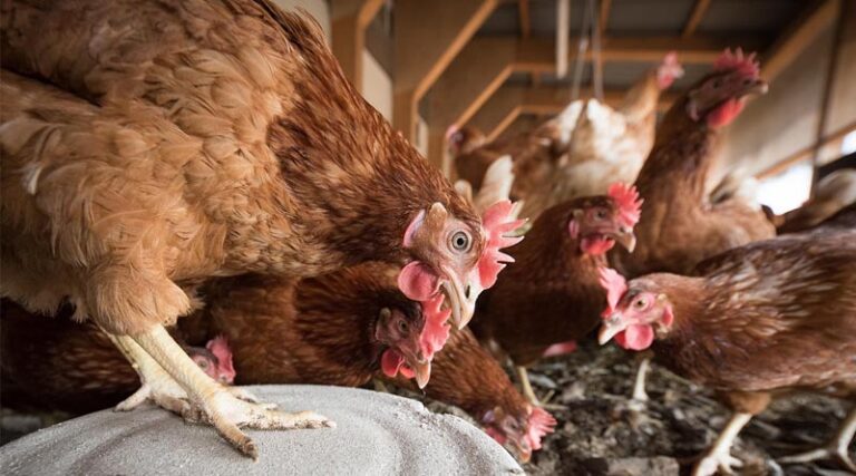 Bird Flu Returns Early to Minnesota, Catching Poultry Industry Off Guard