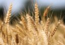 Brazil and Argentina Deepen Cooperation on Biological Crop Inputs