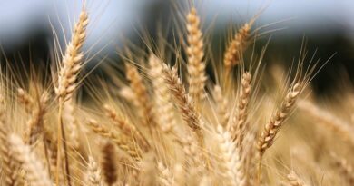 Brazil and Argentina Deepen Cooperation on Biological Crop Inputs