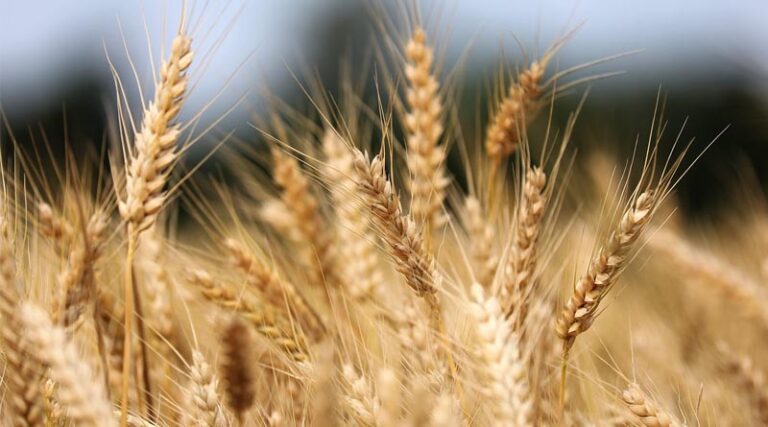 Brazil and Argentina Deepen Cooperation on Biological Crop Inputs