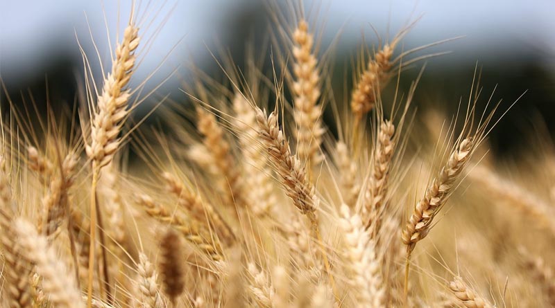 Brazil and Argentina Deepen Cooperation on Biological Crop Inputs