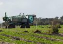 Brazilian Labor Court Suspends New Glyphosate Registrations for 90 Days