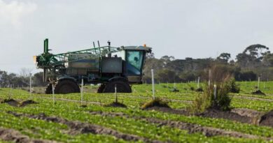 Brazilian Labor Court Suspends New Glyphosate Registrations for 90 Days
