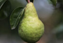 Brazil's Embrapa Releases New Disease-Resistant Pear Variety