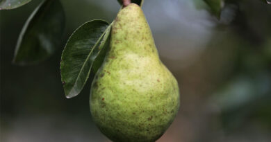 Brazil's Embrapa Releases New Disease-Resistant Pear Variety