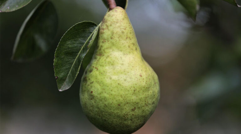 Brazil's Embrapa Releases New Disease-Resistant Pear Variety
