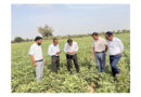 CAZRI Moth Bean Varieties Show Climate Resilience During El Niño Dry Spell