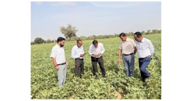 CAZRI Moth Bean Varieties Show Climate Resilience During El Niño Dry Spell