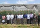 CIMMYT and APSA Forge New Opportunities For Advanced Innovations In Maize For The Asian Region